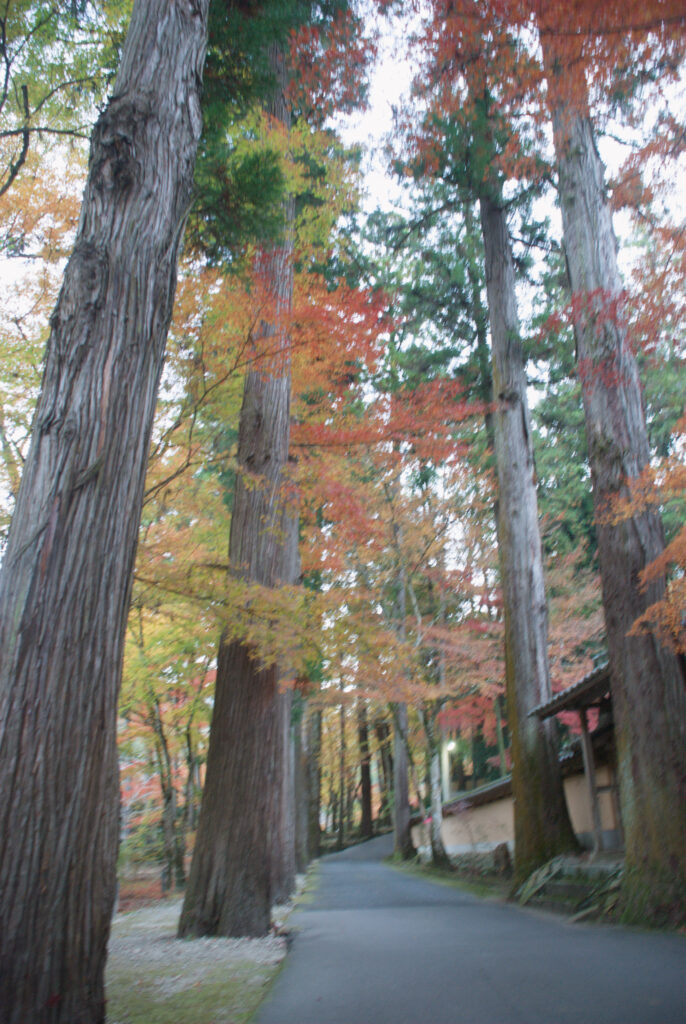 Cedar-lined path with red and yellow leaves at Buttsu-ji Temple in Mihara, Hiroshima.