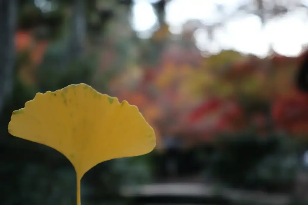 Close-up of a yellow ginkgo leaf with blurred foliage in Miyajima.
