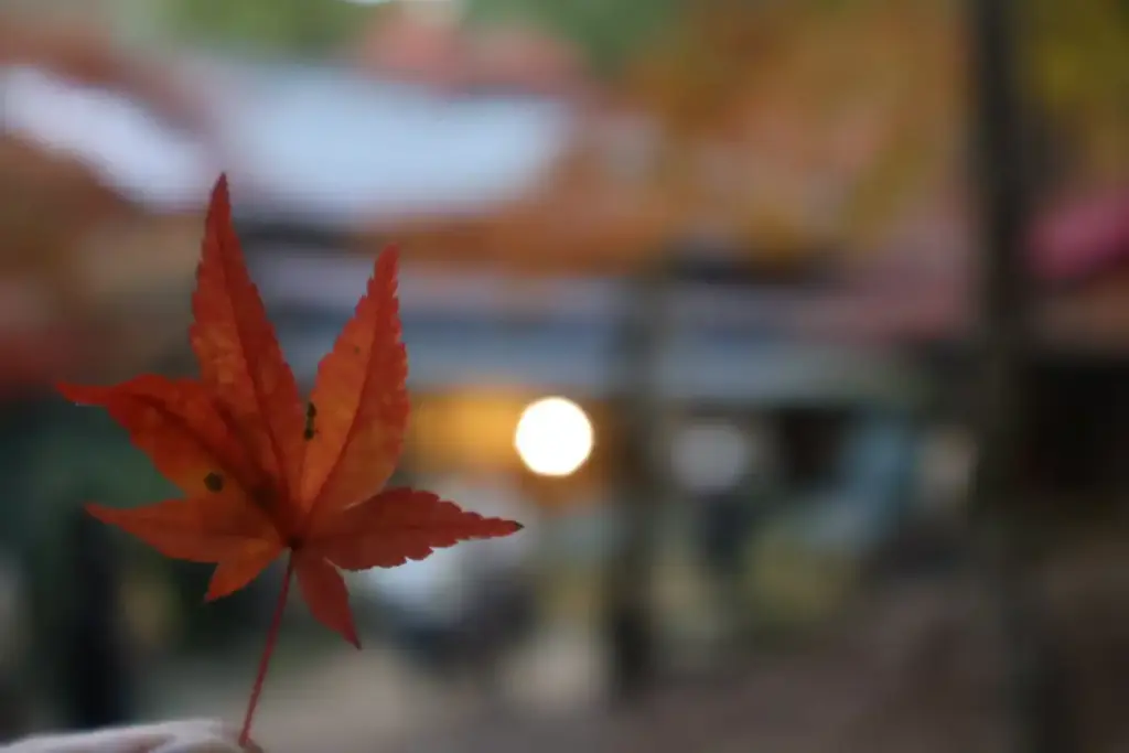 Red maple leaf close-up with warm evening lights in Momijidani Park.