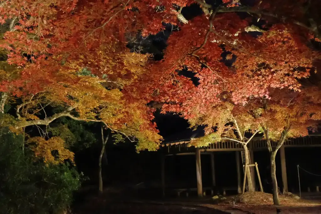 Night illumination of autumn leaves in Momijidani Park, Miyajima.